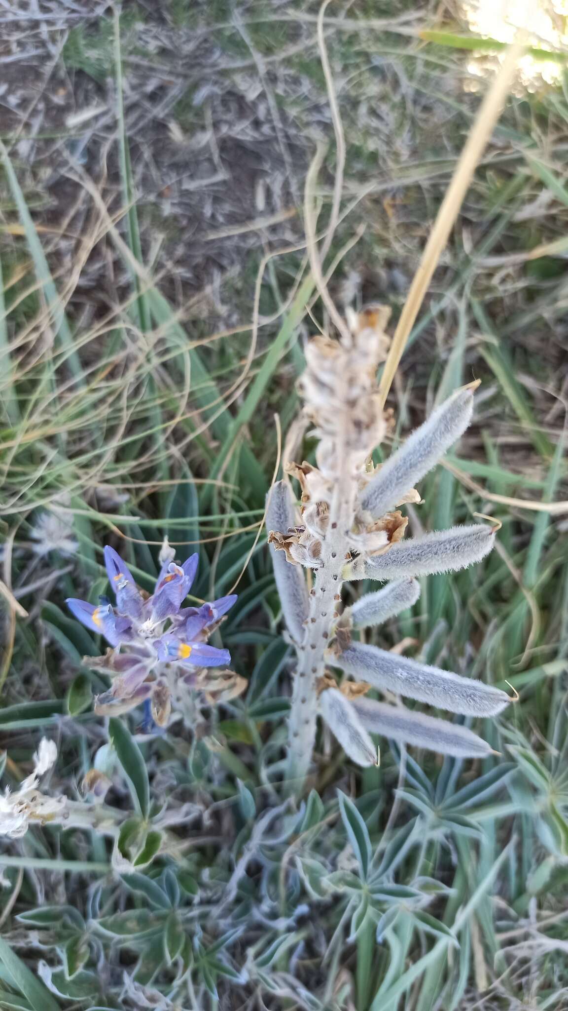Image of Lupinus multiflorus Desr.