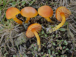 Imagem de Hygrocybe salicis-herbaceae Kühner 1976