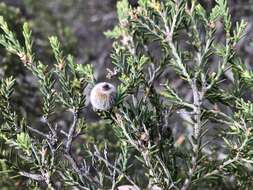 Sivun Melaleuca halmaturorum F. Müll. ex Miq. kuva