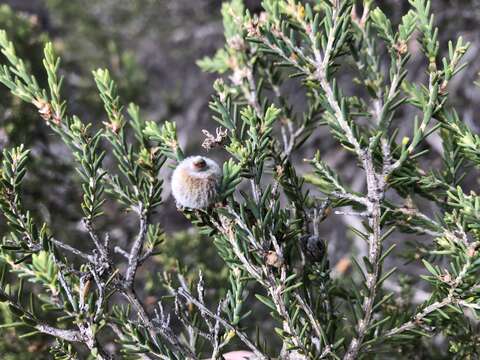 Image of Melaleuca halmaturorum F. Müll. ex Miq.