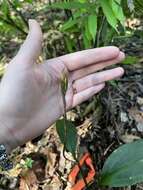 Image of Long-claw orchids