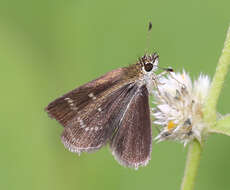 Aeromachus pygmaeus Fabricius 1775 resmi