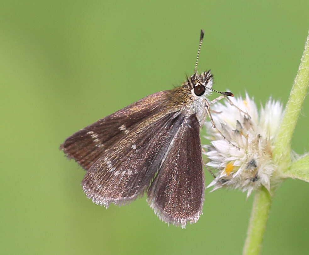 Image of Pygmy Scrub-hopper