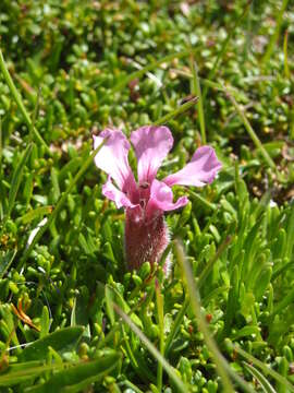 Image of Saponaria pumila Janchen