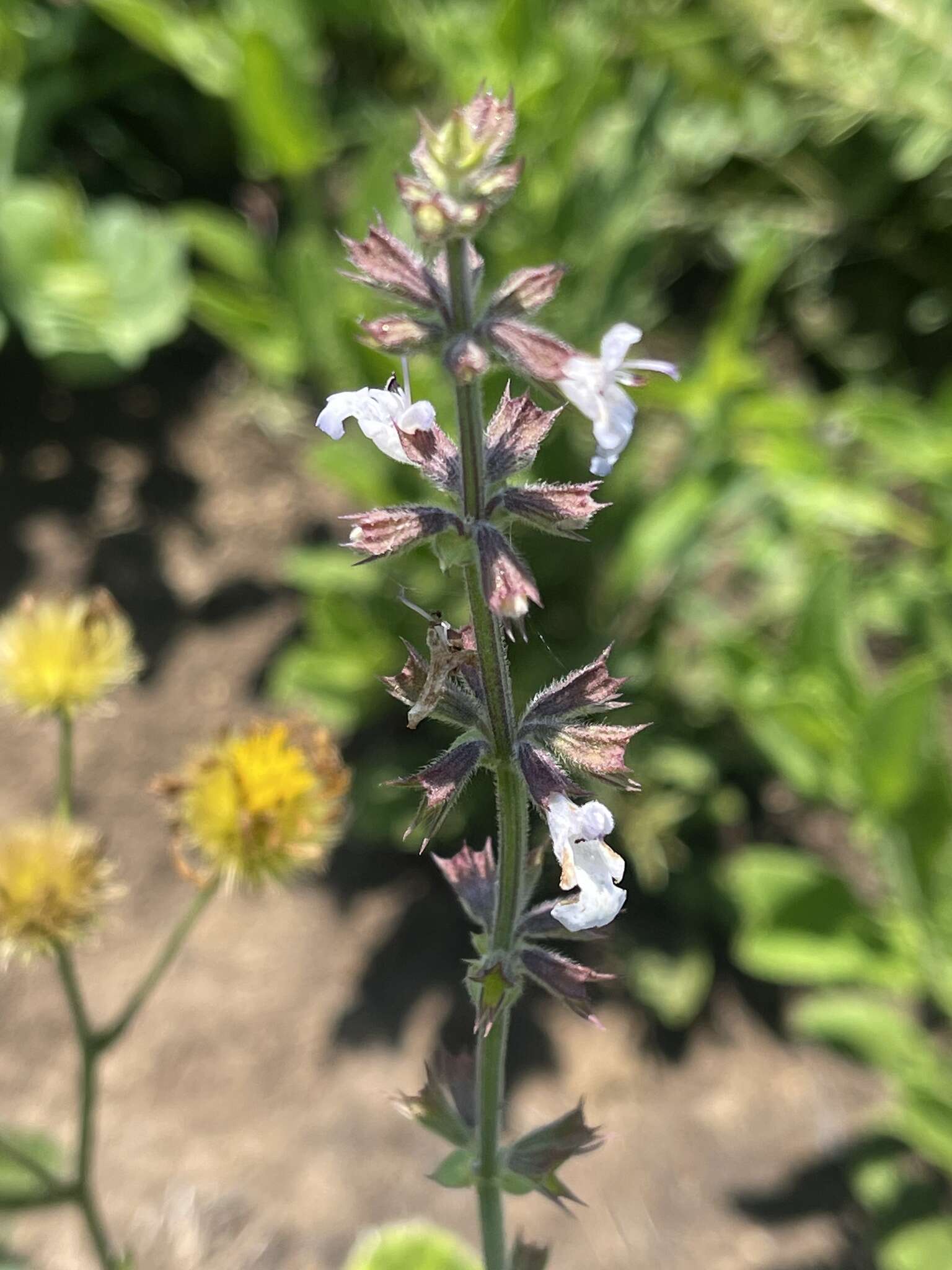 Image de Salvia repens var. repens