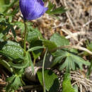 Image of Aconitum delphinifolium subsp. paradoxum (Rchb.) Hultén