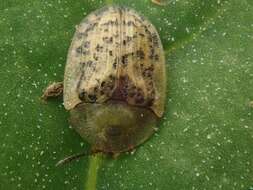 Image of Beet tortoise beetle