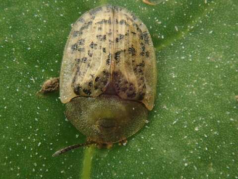 Image of Beet tortoise beetle