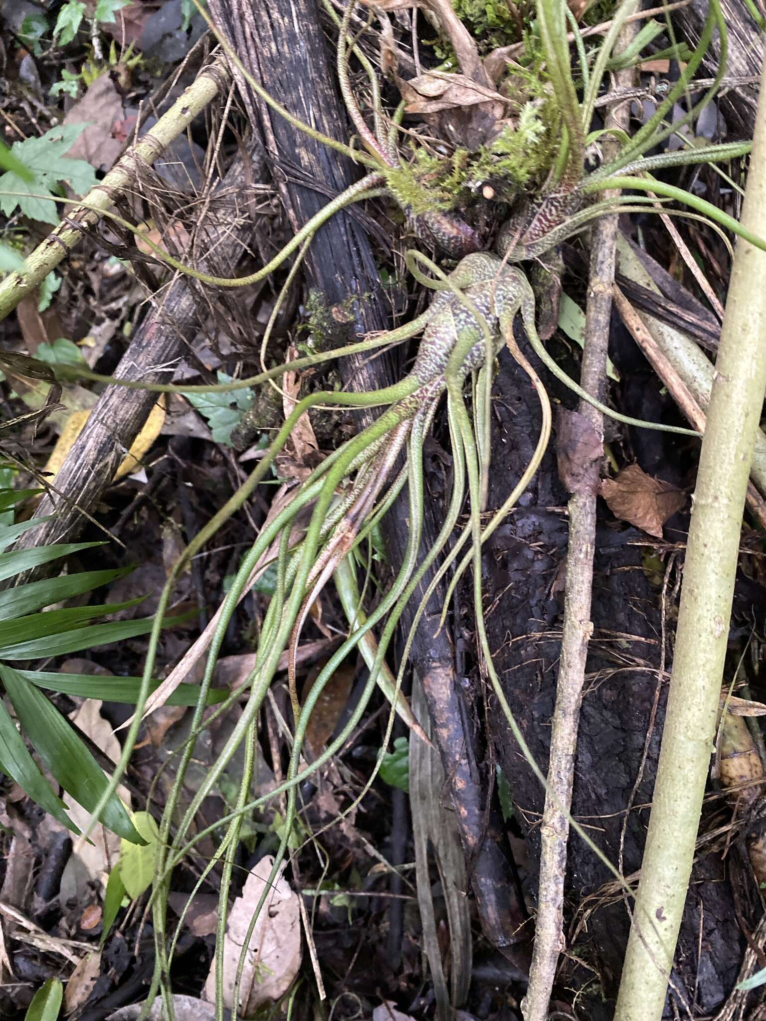 Image of Tillandsia butzii Mez