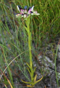 Image of Disa atricapilla (Harv. ex Lindl.) Bolus