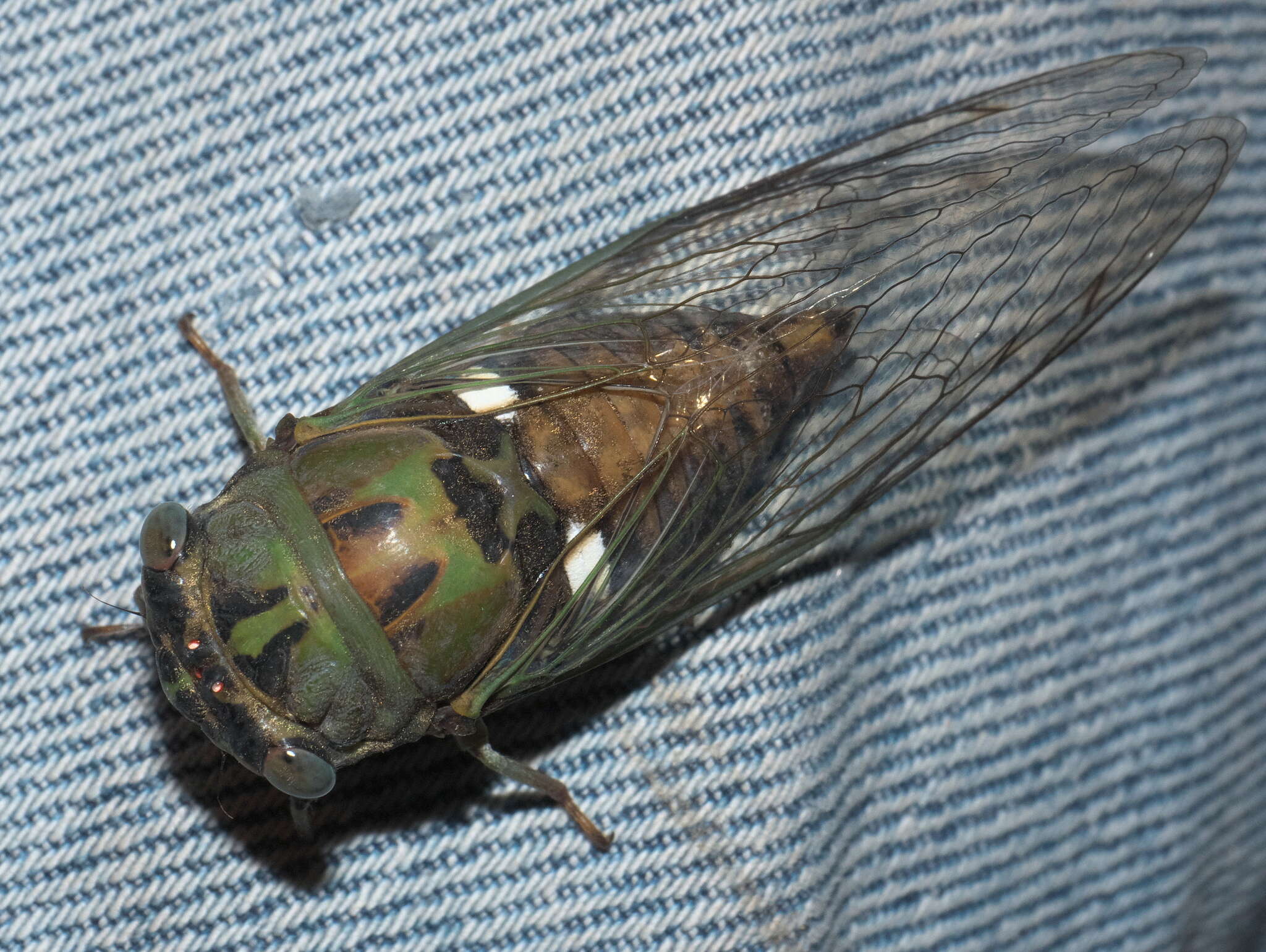 Image of Neotibicen pruinosus fulvus (Beamer 1924)