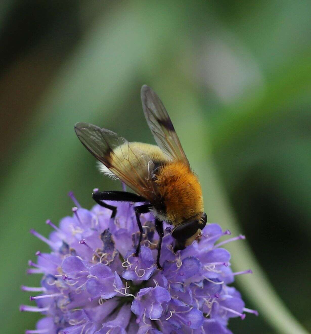 Sericomyia superbiens (Muller 1776) resmi