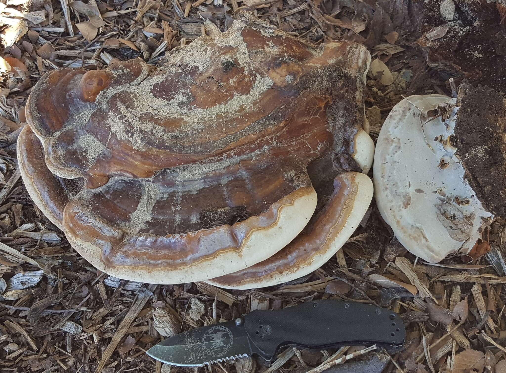 Image of Ganoderma martinicense Welti & Courtec. 2010