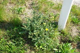 Image of Erucastrum nasturtiifolium (Poir.) O. E. Schulz