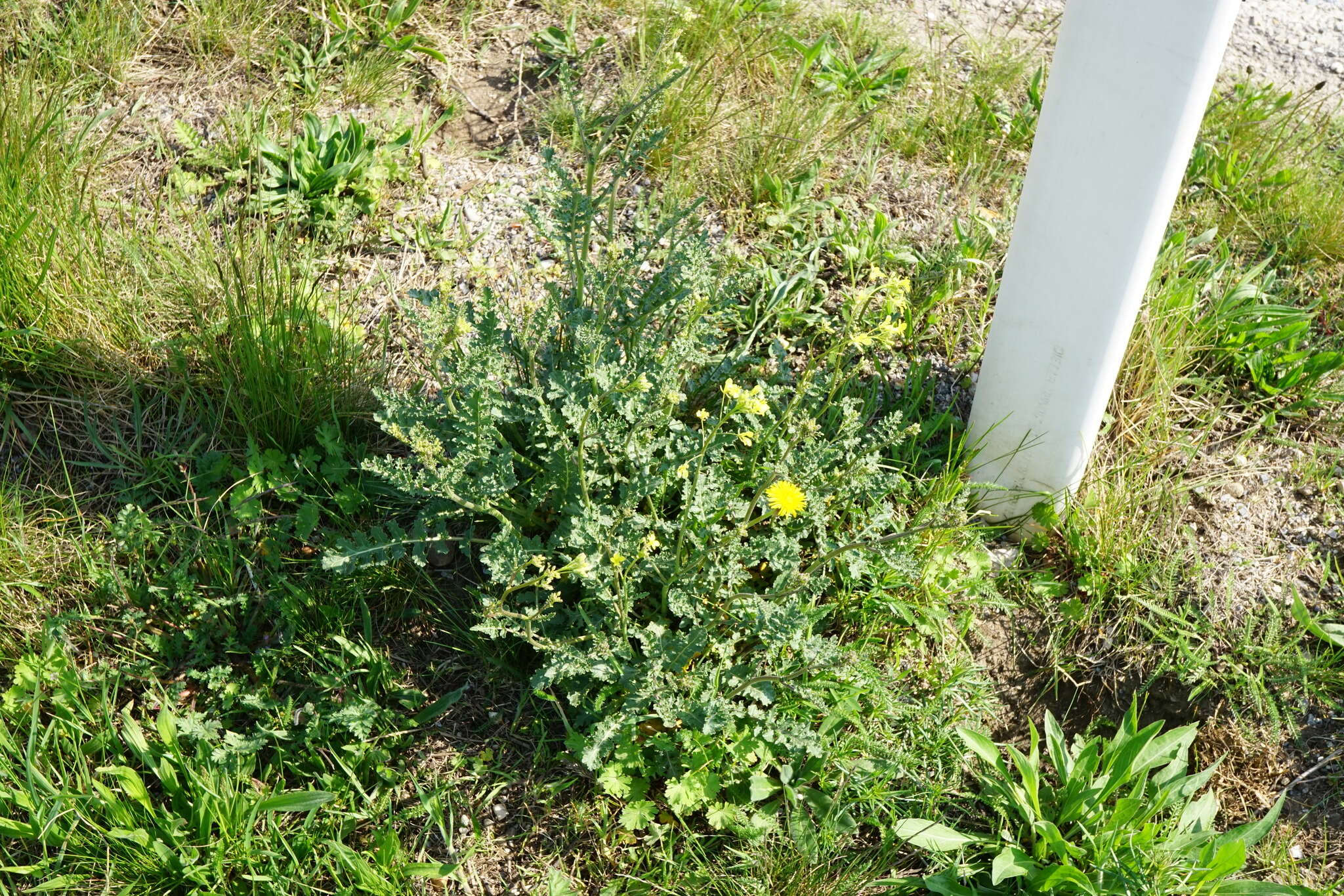 Image of Erucastrum nasturtiifolium (Poir.) O. E. Schulz