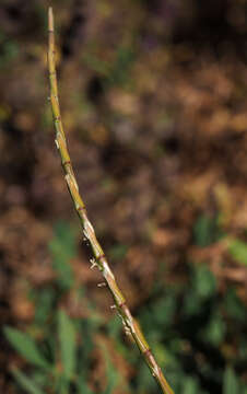 Image of barbgrass