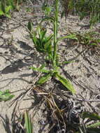 Image de Pterocaulon lorentzii Malme