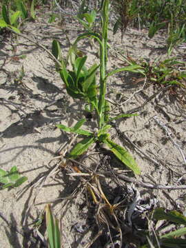 Image of Pterocaulon lorentzii Malme