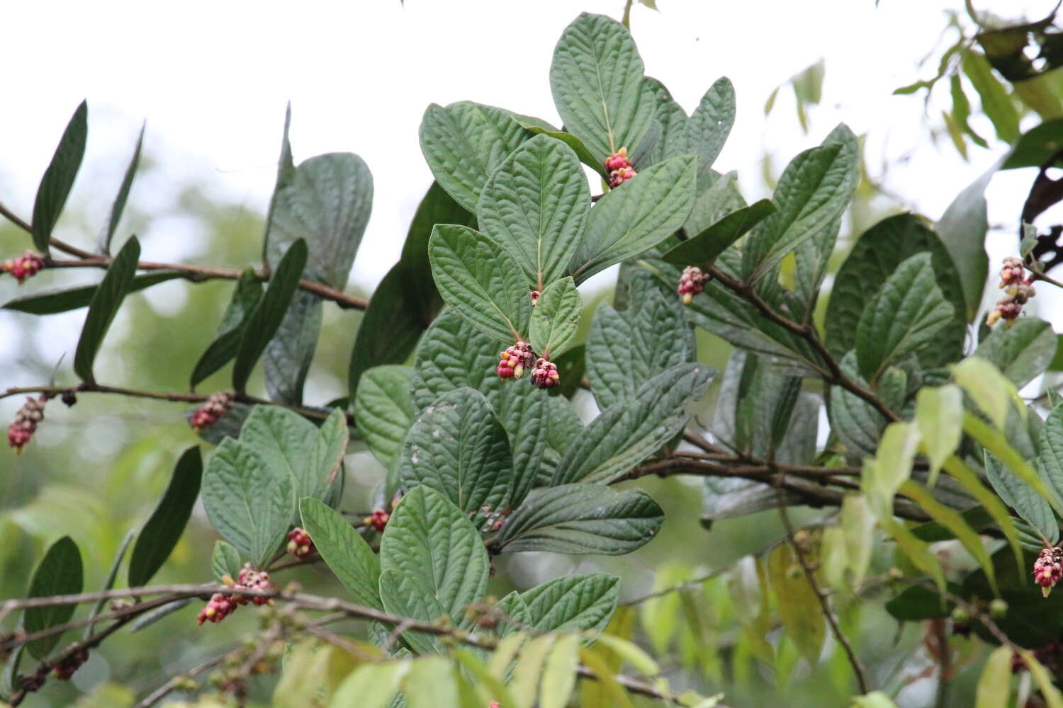 صورة Cavendishia axillaris A. C. Sm.