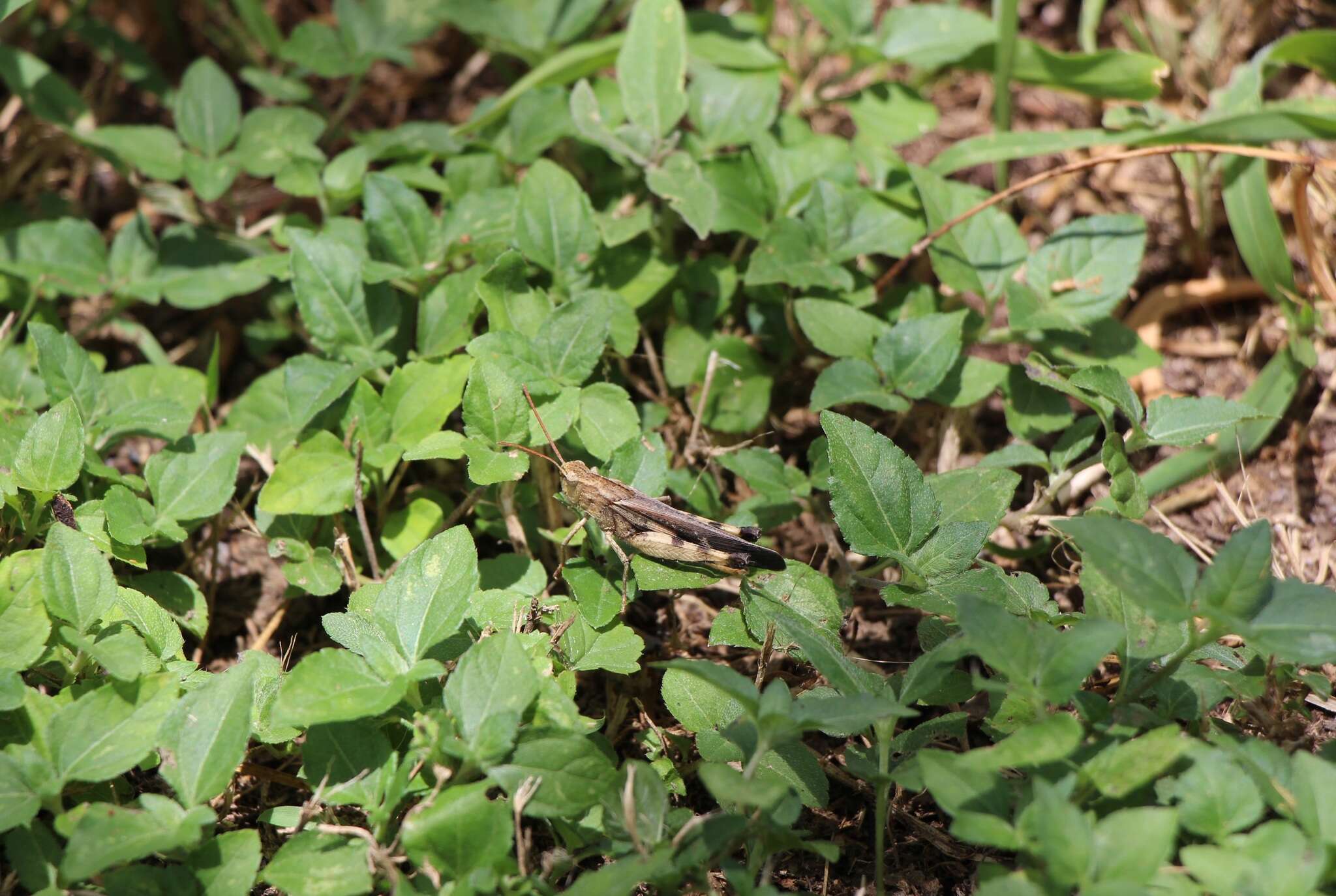 Image of Green-striped Grasshopper