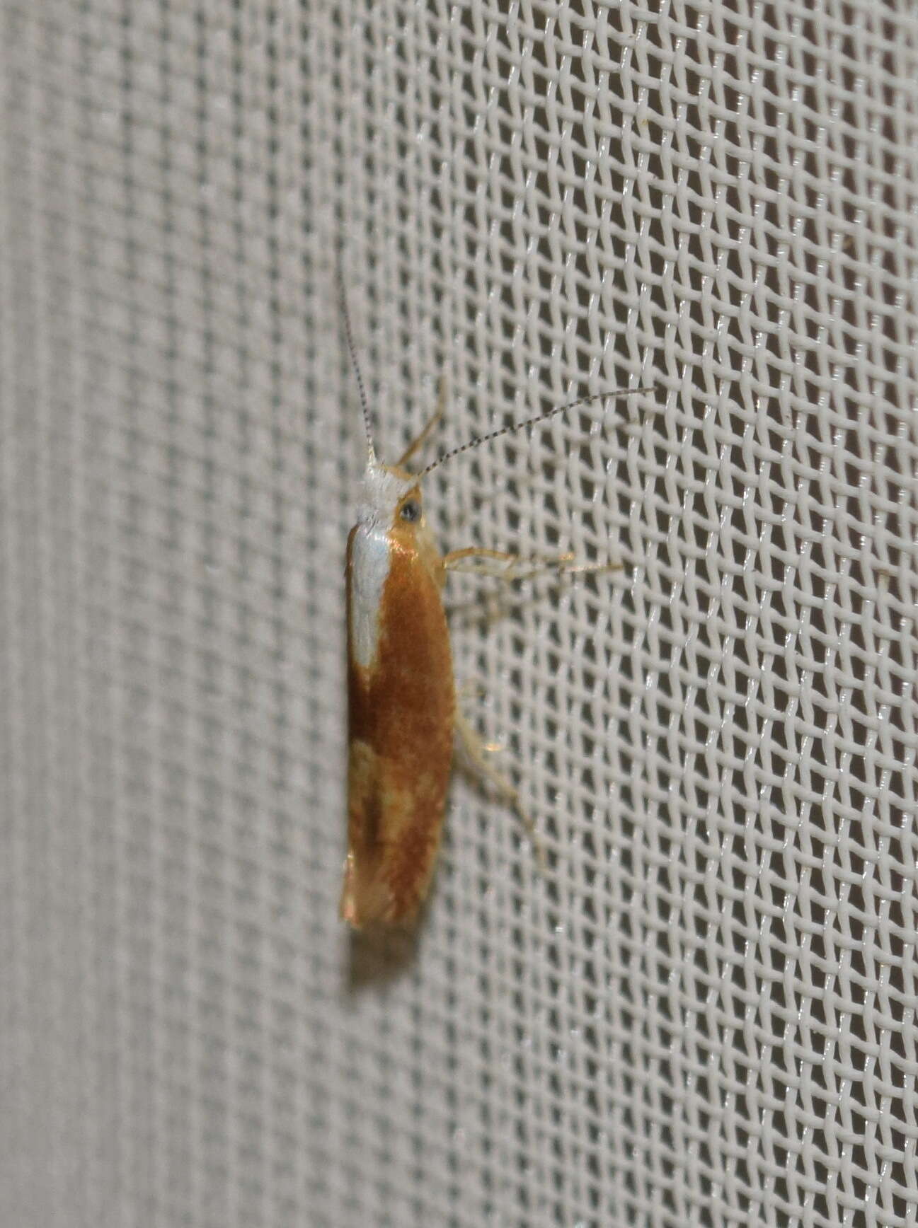 Image of Argyresthia albistria Haworth 1828