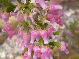 Image of Erica glomiflora var. glomiflora