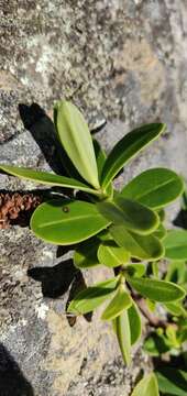 Image of Veronica stricta var. macroura (Hook. fil. ex Benth.) Garn.-Jones