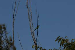 Image of Blue-cheeked Bee-eater