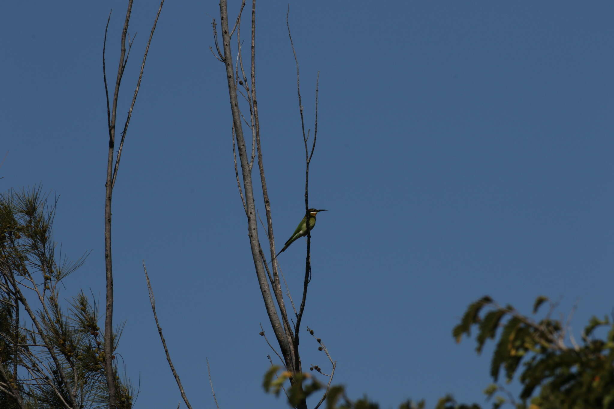 Image of Blue-cheeked Bee-eater