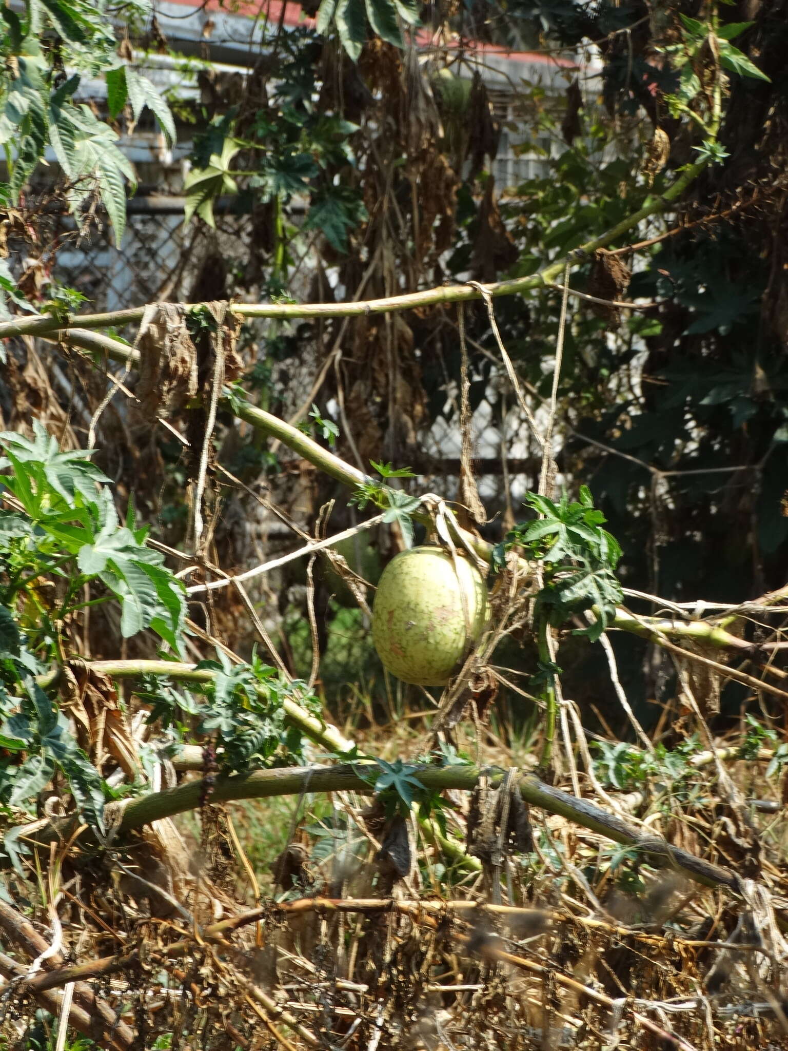 Image of figleaf gourd