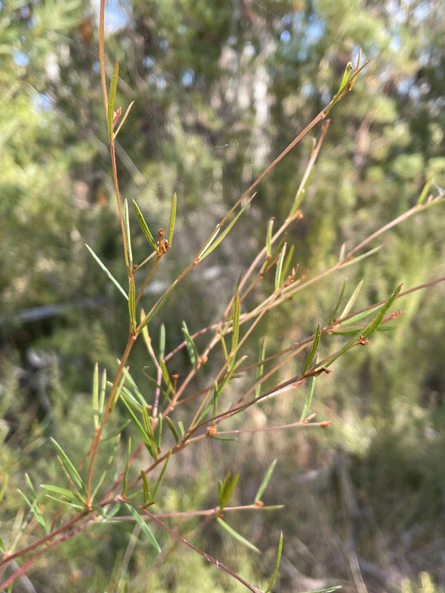 Image of Grevillea parviflora subsp. parviflora