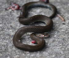 صورة Rhabdophis nuchalis (Boulenger 1891)