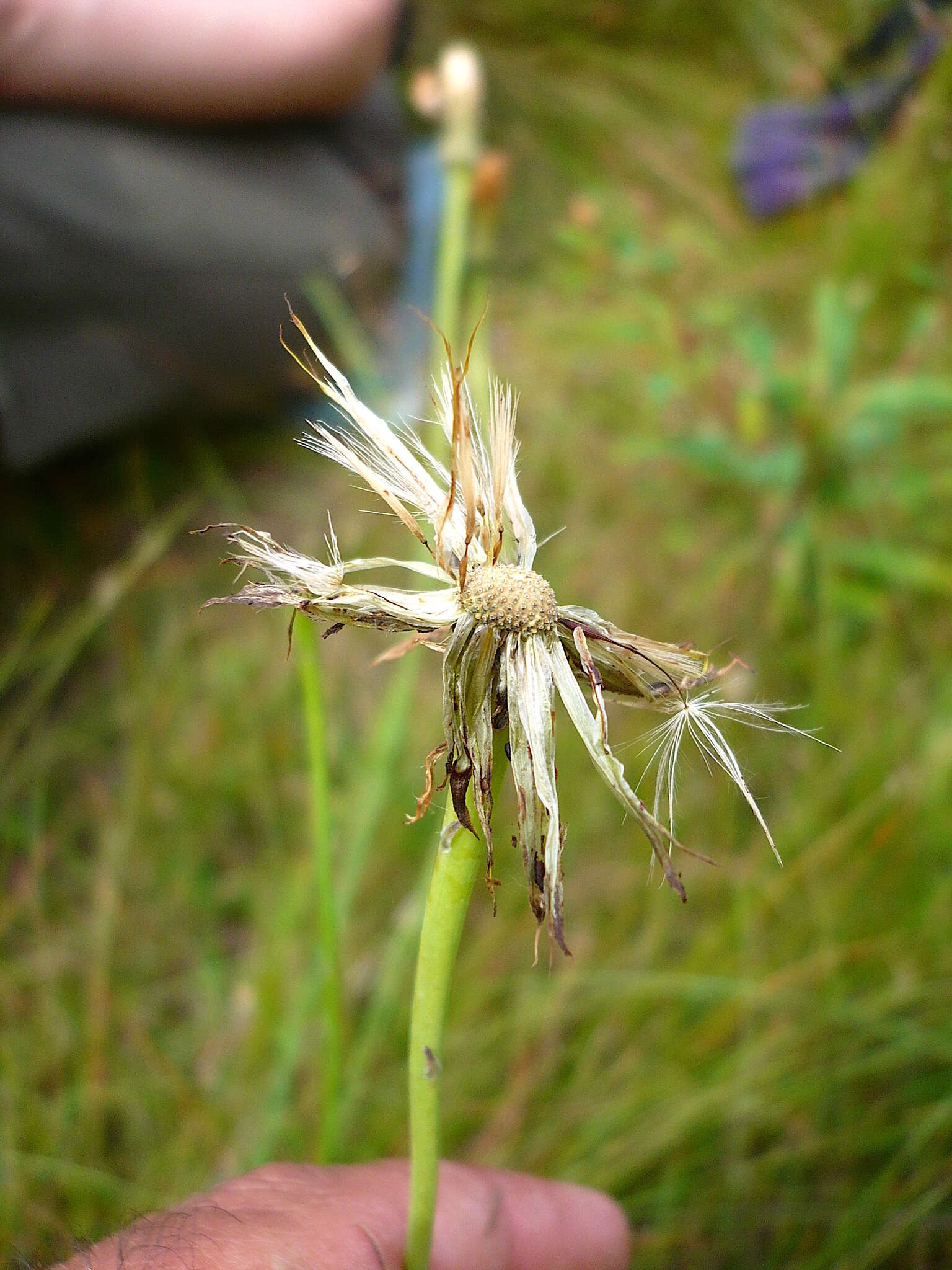 Imagem de Hypochaeris maculata L.