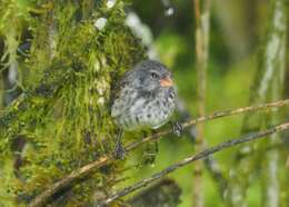 Image of Medium Ground Finch