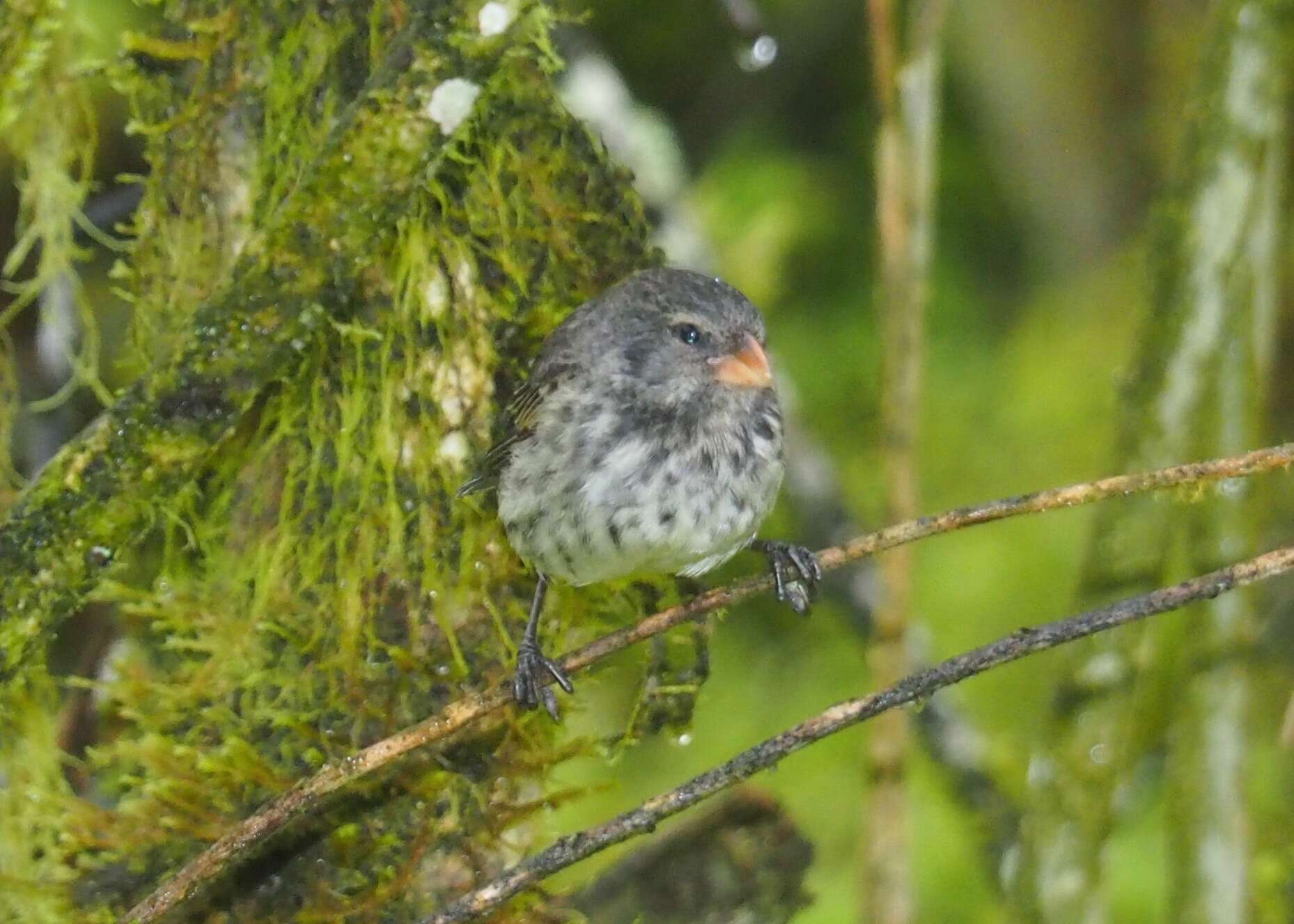 Image of Medium Ground Finch