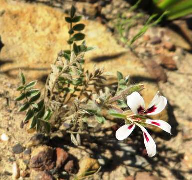 Image of Pelargonium trifoliolatum (Eckl. & Zeyh.) Steud.