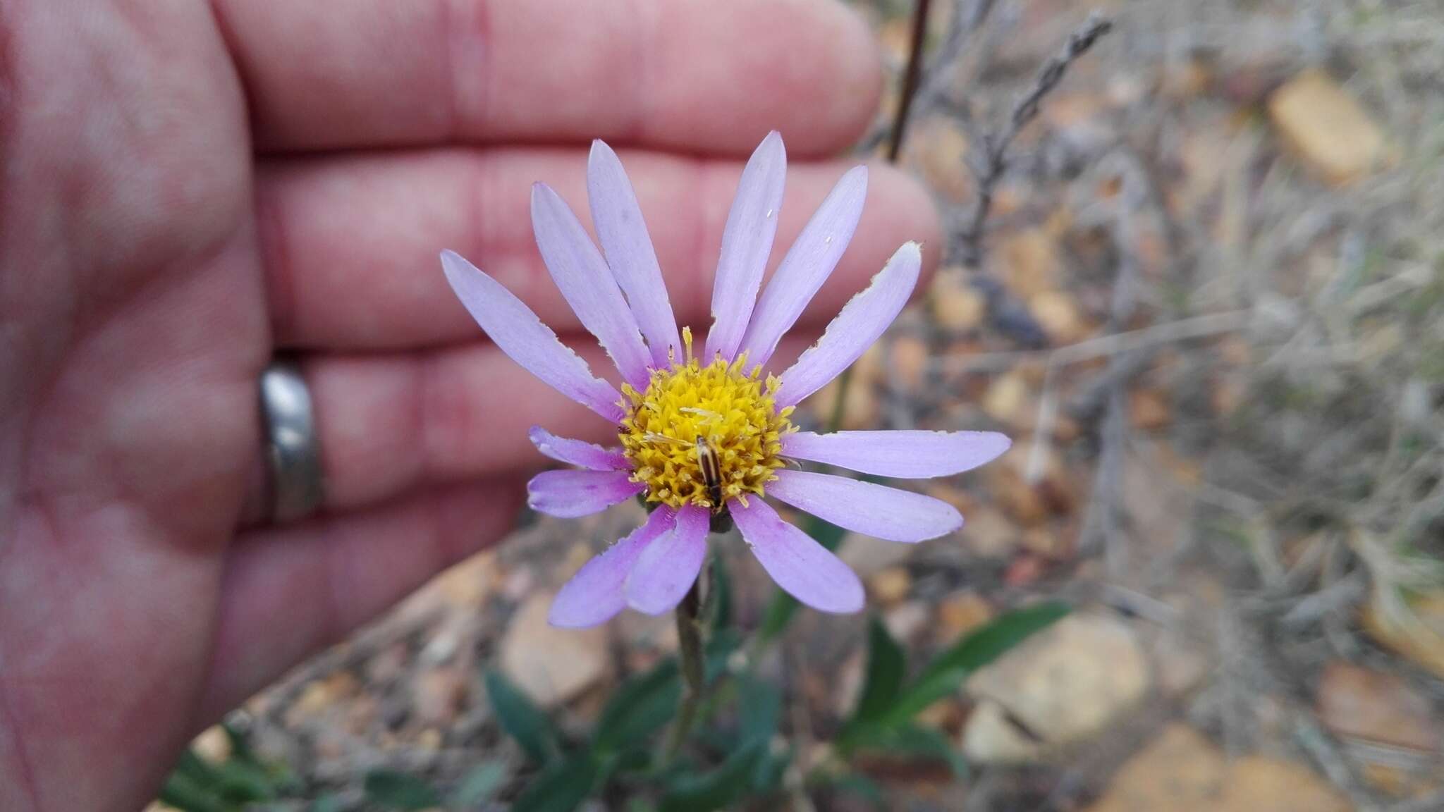 Plancia ëd Afroaster hispida (Thunb.) J. C. Manning & Goldblatt