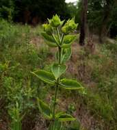 Image of <i>Silphium <i>integrifolium</i></i> var. integrifolium