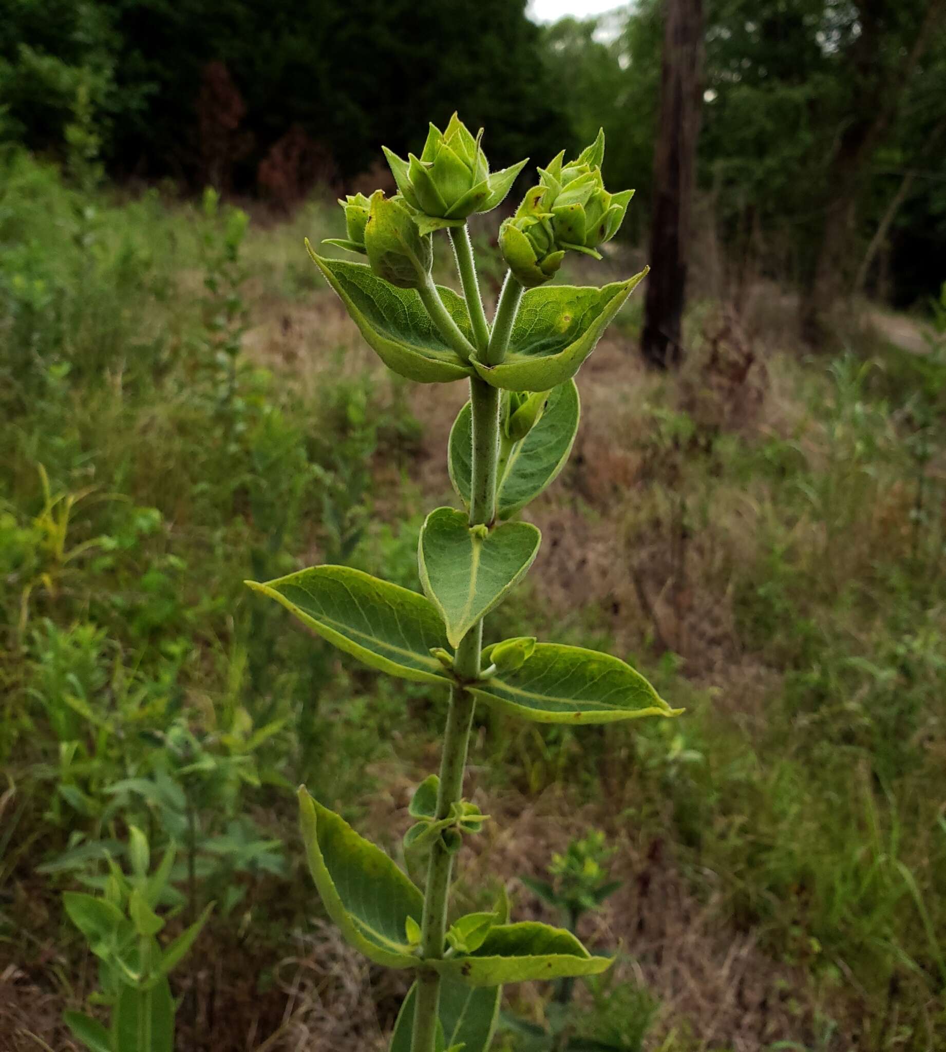 Image of <i>Silphium <i>integrifolium</i></i> var. integrifolium