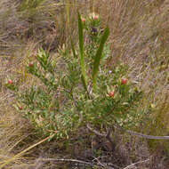 Image de Leucadendron sessile R. Br.