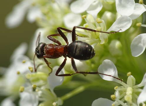 Image of Red-barbed ant