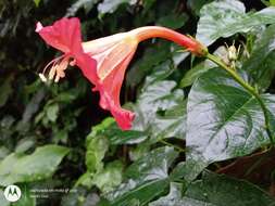 Image of Ipomoea funis Cham. & Schltdl.