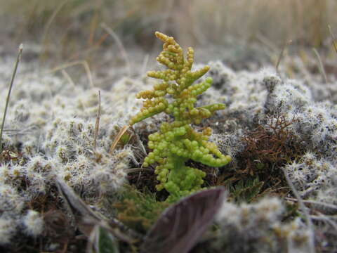 Image of Sceptridium australe subsp. australe