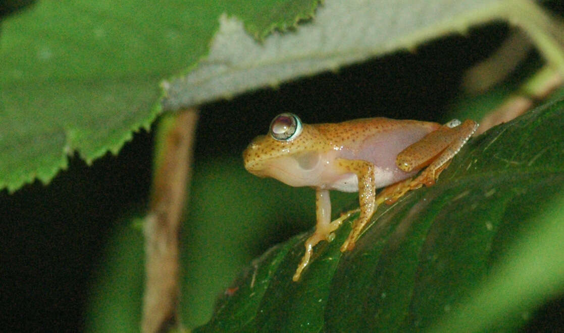 Image of Boophis pyrrhus Glaw, Vences, Andreone & Vallan 2001