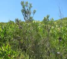 Image of scarlet bottlebrush