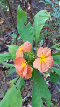 Image of Crossandra longispica Benoist