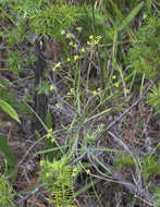 Bupleurum scorzonerifolium var. stenophyllum Nakai resmi