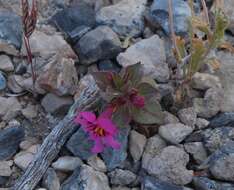 Image of compact monkeyflower