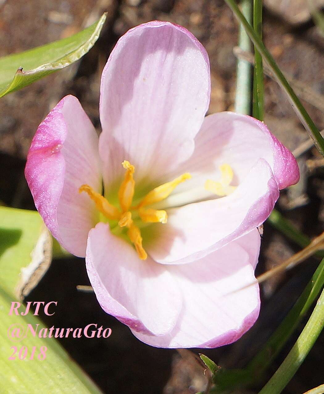 Image of Zephyranthes brevipes Standl.