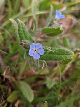 Image de Nonea micrantha Boiss. & Reuter